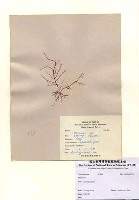 藏品(沙菜屬)的圖片